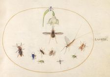 Plate 77: Hummingbird Hawk Moth with a White Flower, Blue and Green Weevils..., c. 1575/1580. Creator: Joris Hoefnagel