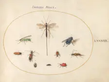 Plate 78: Ten Insects, Including a Blue Fly, c. 1575/1580. Creator: Joris Hoefnagel