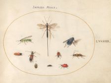 Plate 78: Ten Insects, Including a Blue Fly, c. 1575/1580. Creator: Joris Hoefnagel