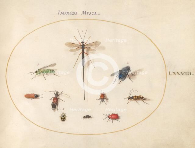 Plate 78: Ten Insects, Including a Blue Fly, c. 1575/1580. Creator: Joris Hoefnagel.