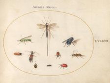 Plate 78: Ten Insects, Including a Blue Fly, c. 1575/1580. Creator: Joris Hoefnagel