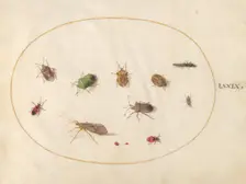 Plate 79: Twelve Insects, Including Shield Bugs, c. 1575/1580. Creator: Joris Hoefnagel