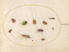 Plate 79: Twelve Insects, Including Shield Bugs, c. 1575/1580. Creator: Joris Hoefnagel