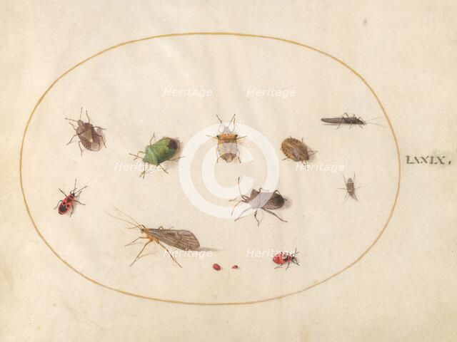 Plate 79: Twelve Insects, Including Shield Bugs, c. 1575/1580. Creator: Joris Hoefnagel.