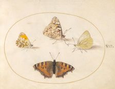 Plate 8: Four Butterflies, c. 1575/1580. Creator: Joris Hoefnagel