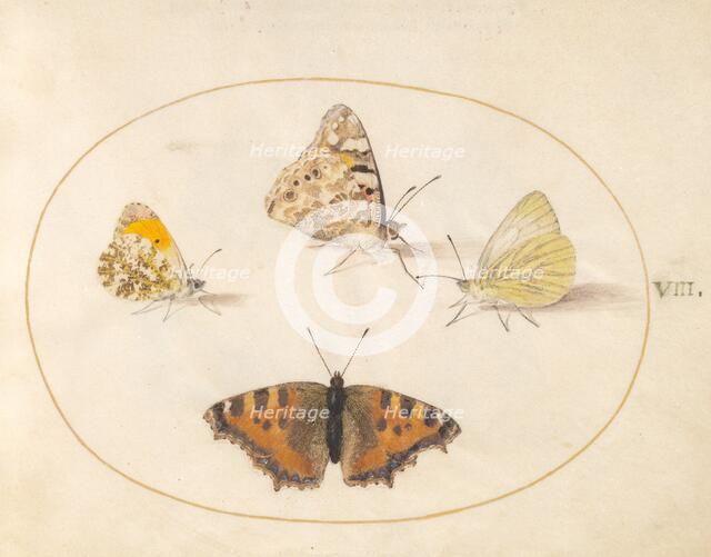 Plate 8: Four Butterflies, c. 1575/1580. Creator: Joris Hoefnagel.