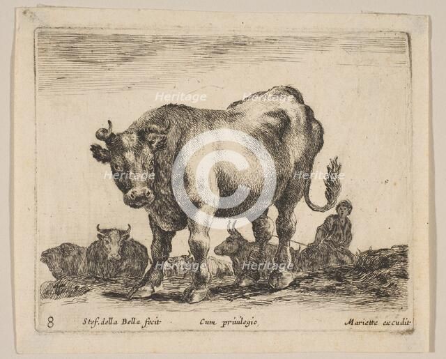 Plate 8: ox, from 'Various animals' (Diversi animali), ca. 1641. Creator: Stefano della Bella.