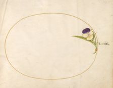 Plate 80: Purple and Yellow Viola, c. 1575/1580. Creator: Joris Hoefnagel