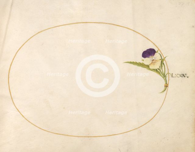 Plate 80: Purple and Yellow Viola, c. 1575/1580. Creator: Joris Hoefnagel.