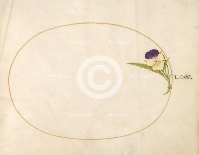 Plate 80: Purple and Yellow Viola, c. 1575/1580. Creator: Joris Hoefnagel.