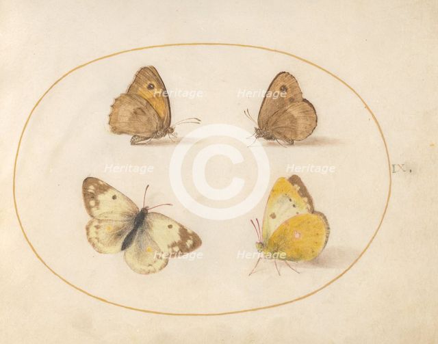Plate 9: Four Butterflies, c. 1575/1580. Creator: Joris Hoefnagel.