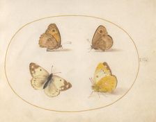 Plate 9: Four Butterflies, c. 1575/1580. Creator: Joris Hoefnagel
