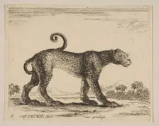 Plate 9: leopard, from Various animals (Diversi animali), ca. 1641. Creator: Stefano della Bella