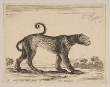 Plate 9: leopard, from Various animals (Diversi animali), ca. 1641. Creator: Stefano della Bella
