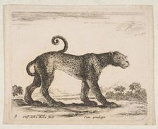 Plate 9: leopard, from Various animals (Diversi animali), ca. 1641. Creator: Stefano della Bella