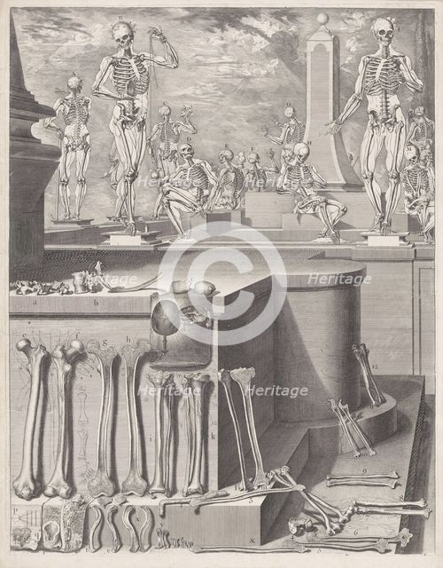 Plate for the ‘Atlas Anatomico’ (unpublished), Plate ca. 1680-9..., Plate ca. 1680-94; printed 1740. Creator: Crisóstomo Martínez.