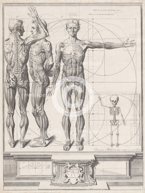 Plate for the ‘Atlas Anatomico’ (unpublished), Plate ca. 1680-9..., Plate ca. 1680-94; printed 1740. Creator: Crisóstomo Martínez.