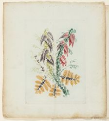Plate, from New Suite of Notebooks of Ideal Flowers for Use by Draftsmen and Painters, c. 1795. Creator: Anne Allen