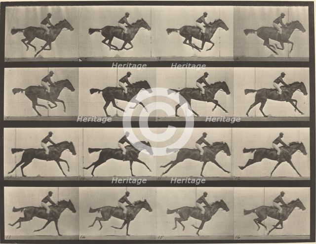 Plate Number 626. Gallop, thoroughbred bay mare, Annie G., 1887. Creator: Eadweard J Muybridge.
