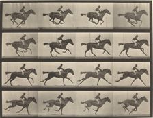 Plate Number 626. Gallop, thoroughbred bay mare, Annie G., 1887. Creator: Eadweard J Muybridge