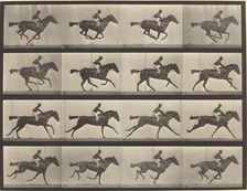 Plate Number 626. Gallop, thoroughbred bay mare, Annie G., 1887. Creator: Eadweard J Muybridge