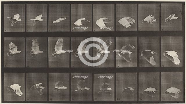 Plate Number 758. Cockatoo flying, 1887. Creator: Eadweard J Muybridge.