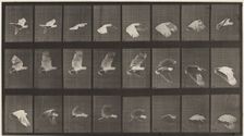 Plate Number 758. Cockatoo flying, 1887. Creator: Eadweard J Muybridge