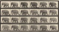 Plate Number 733. Elephant walking, 1887. Creator: Eadweard J Muybridge