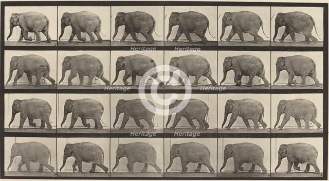 Plate Number 733. Elephant walking, 1887. Creator: Eadweard J Muybridge.