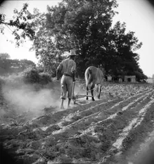 Plowboy in Alabama earns seventy-five cents daily, 1936. Creator: Dorothea Lange