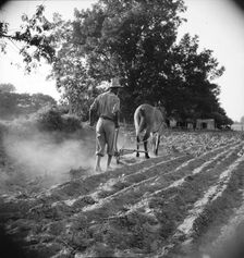 Plowboy in Alabama earns seventy-five cents daily, 1936. Creator: Dorothea Lange