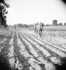 Plowboy in Alabama earns seventy-five cents daily, 1936. Creator: Dorothea Lange