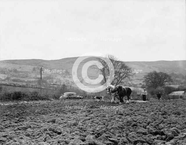Ploughing near Pentre Felin, Wales, c1955. Creator: Arthur Charles Kirby Ware.