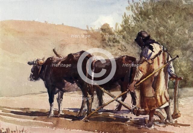 'Ploughing on the Mount of Olives', 1902. Creator: John Fulleylove.