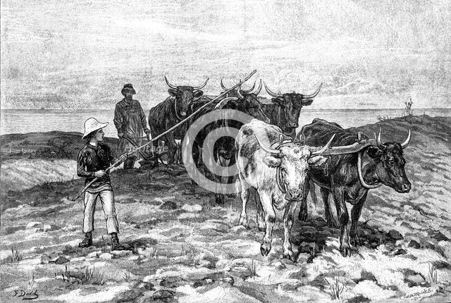 Ploughing on the Sussex Downs, 1881. Creator: William Michael Roberts Quick.