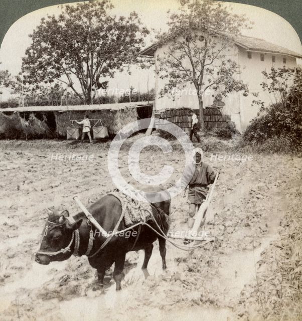 Ploughing flooded ground for rice planting, north of the main road at Uji, near Kyoto, Japan, 1904.Artist: Underwood & Underwood