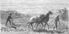 'Ploughing in Turkestan; Notes on Western Turkistan 1875. Creator: Unknown
