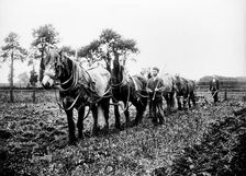 Ploughing in the Buckinghamshire countryside, c1896-c1920. Artist: Alfred Newton & Sons