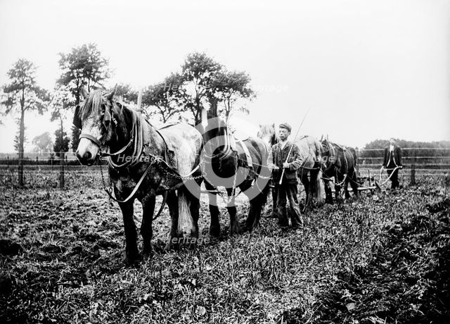 Ploughing in the Buckinghamshire countryside, c1896-c1920. Artist: Alfred Newton & Sons.