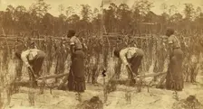 Ploughing rice. [Plowing rice], (1868-1900?). Creator: O. Pierre Havens
