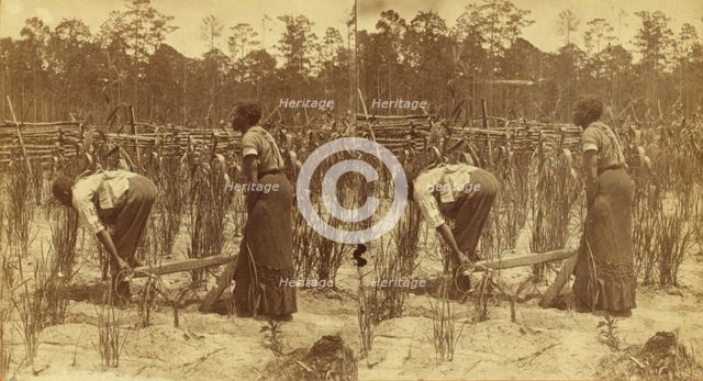 Ploughing rice. [Plowing rice], (1868-1900?). Creator: O. Pierre Havens.
