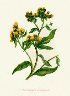 Ploughman's Spikenard c1891, (1891). Artist: Anne Pratt