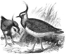 Plovers, 1856. Creator: Unknown