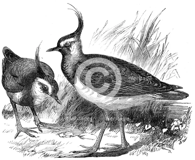 Plovers, 1856.  Creator: Unknown.