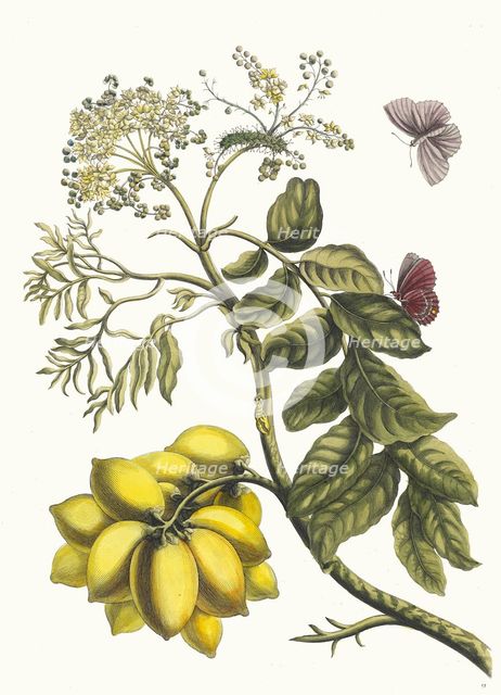 Prunier d'Amerique. From the Book Metamorphosis insectorum Surinamensium, 1705. Creator: Merian, Maria Sibylla (1647-1717).
