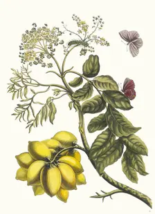 Prunier d'Amerique. From the Book Metamorphosis insectorum Surinamensium, 1705. Creator: Merian, Maria Sibylla (1647-1717)