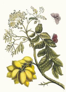 Prunier d'Amerique. From the Book Metamorphosis insectorum Surinamensium, 1705. Creator: Merian, Maria Sibylla (1647-1717)