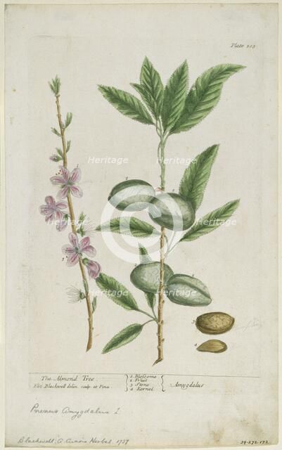 Prunus amygdalis (dulcis). (Sweet Almond), 1737. Creator: Elizabeth Blackwell.