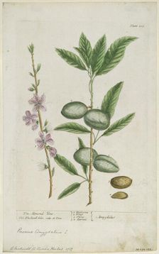 Prunus amygdalis (dulcis). (Sweet Almond), 1737. Creator: Elizabeth Blackwell