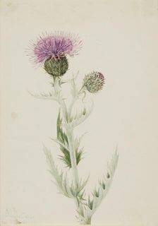 Prairie Thistle (Cirsium undulatum), 1923. Creator: Mary Vaux Walcott